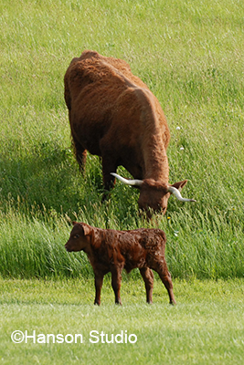 Cattle - Red Angus Cow and Calf